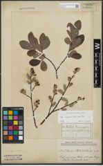 Foto von Salix appendiculata Vill. x Salix aurita L.